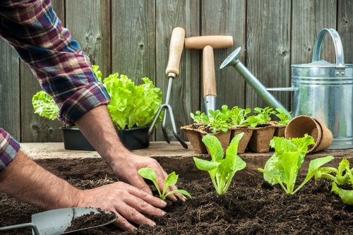 Gardener inspecting residential garden in Lambeth prior to maintenance